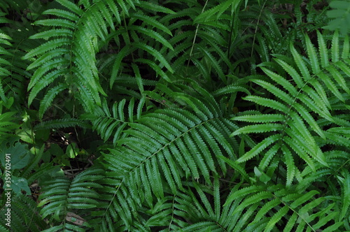 Fototapeta Naklejka Na Ścianę i Meble -  fern leaf in the forest