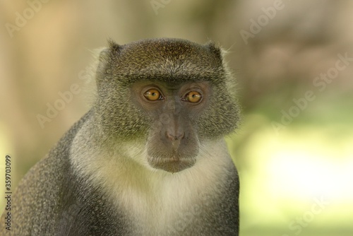 Photography close up of a sykes monkey