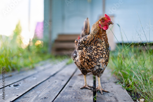 A very beautiful red hen walks along the wooden deck in the garden and looking into the camera