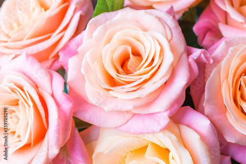 Floral background  bouquet of fresh roses  close-up