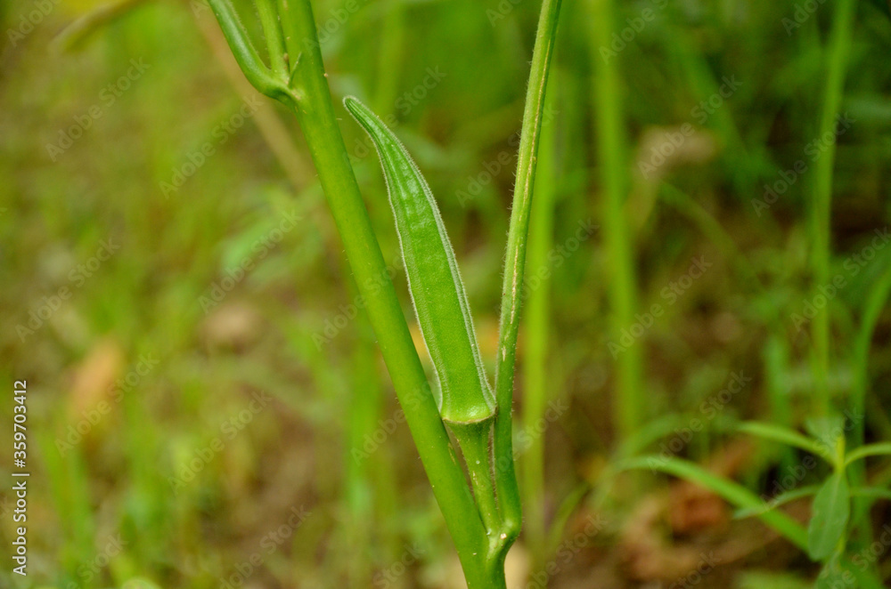 the ripe ladyfinger on the plant the ripe ladyfinger on the plant