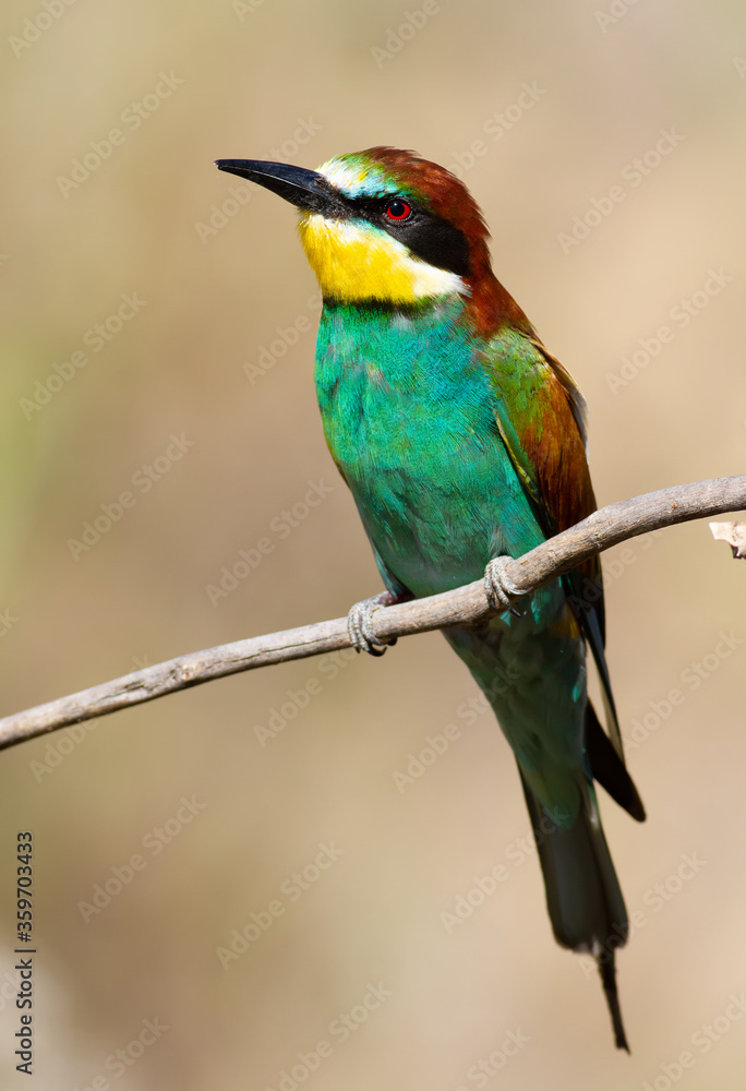 European bee-eater, Merops apiaster. An early morning bird sits on a dry branch. The bird is beautifully lit by the morning sun