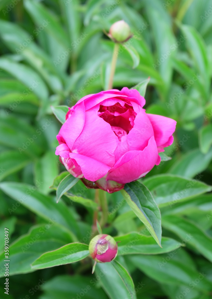 Bud bright magenta peony in the background on a bed of greenery in the summer Bud bright magenta peony in the background on a bed of greenery in the summer