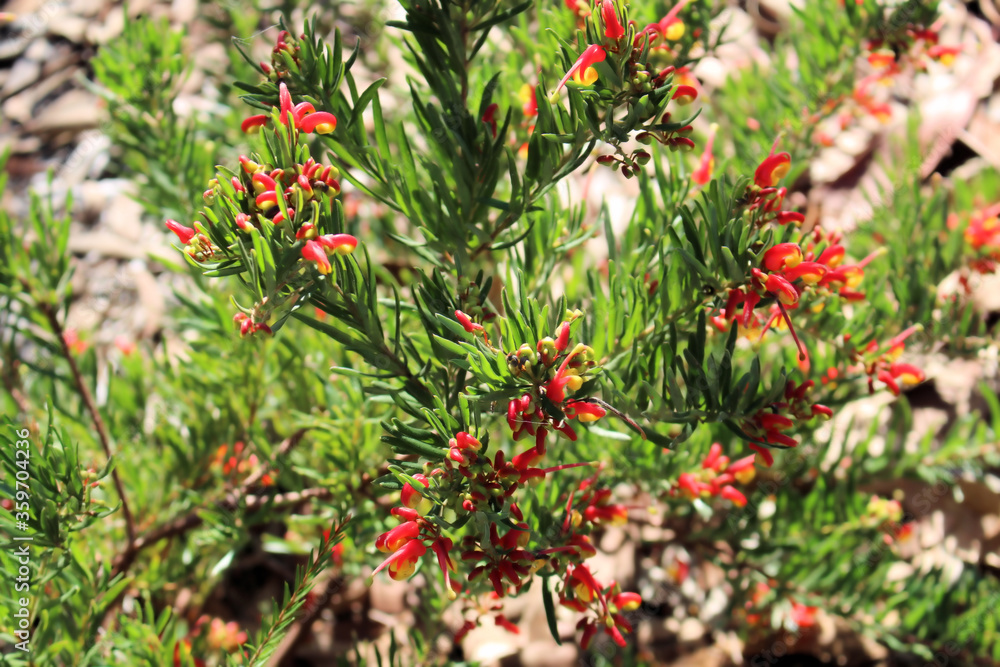 Grevillea 'Bonnie Prince Charlie'
 (Grevillea rosmarinifolia x alpina), South 
Australia
