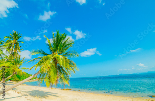 Beautiful sunny beach. View of nice tropical beach with palms around. Holiday and Vacation concept