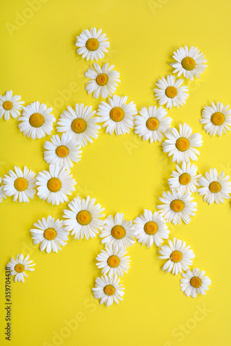 Vertical composition of daisy flowers in the shape of the sun on a yellow background, top view. Closeup.