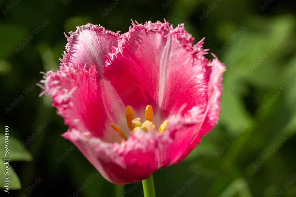 Pink tulip flower with petals with velvet edges. Illuminated by sunlight Pink tulip flower with petals with velvet edges. Illuminated by sunlight