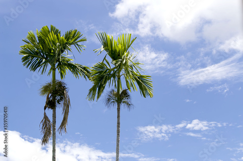 Photos Thailand Areca nut palm bearing areca nuts