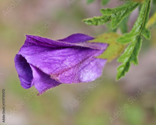 Australian native Hibiscus bud, South Australia photo