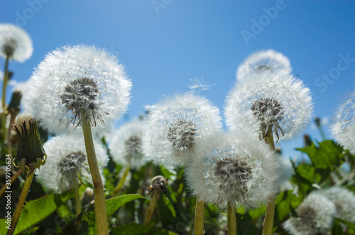 Dandelion blowballs in spring against backdrop of blue sky. Close up with soft focus