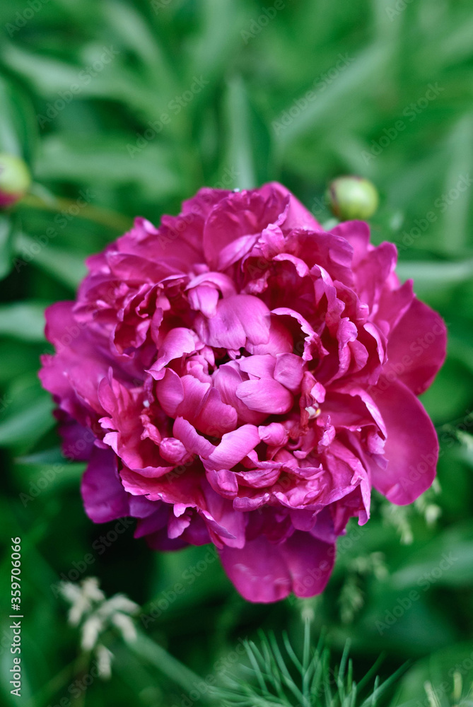 peony flower, flower, pink, nature, peony, blossom, plant, isolated, beauty, bloom, flowers, garden, flora, petal, carnation, floral, white, red, rose, spring, beautiful, summer, green, leaf, bouquet,