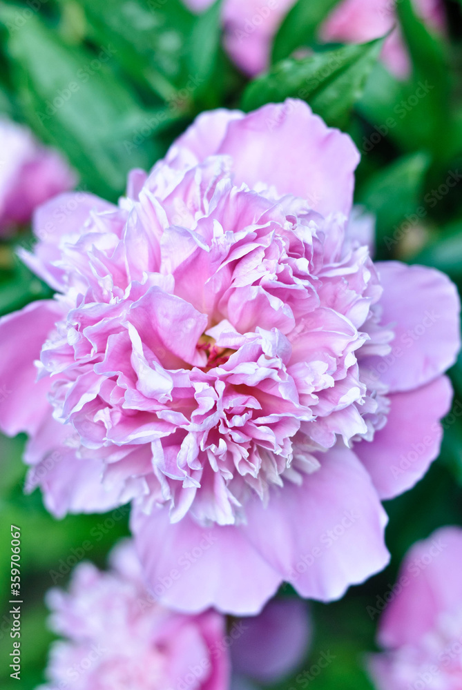 peony flower, flower, pink, nature, peony, blossom, plant, isolated, beauty, bloom, flowers, garden, flora, petal, carnation, floral, white, red, rose, spring, beautiful, summer, green, leaf, bouquet, peony flower, flower, pink, nature, peony, blossom, plant, isolated, beauty, bloom, flowers, garden, flora, petal, carnation, floral, white, red, rose, spring, beautiful, summer, green, leaf, bouquet,