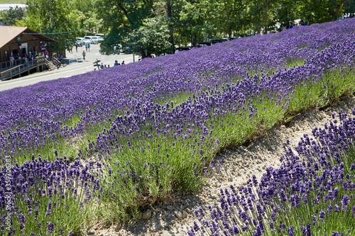 Lavender field shining with violet in June, Furano, Hokkaido, japan photo