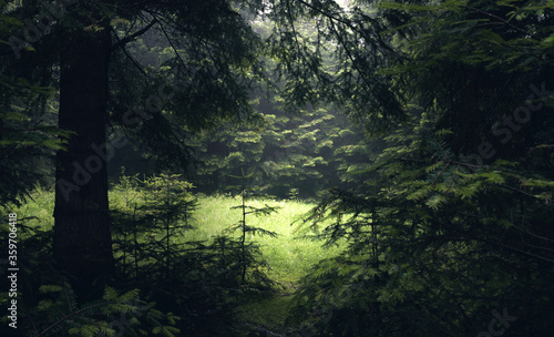 beautiful green forest in summer