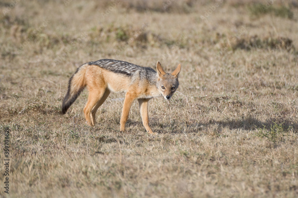 Black-blacked Jackal in the Maasai Mara, Kenya Black-blacked Jackal in the Maasai Mara, Kenya
