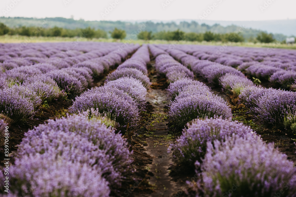 Rows of lavender in bloom in a field.