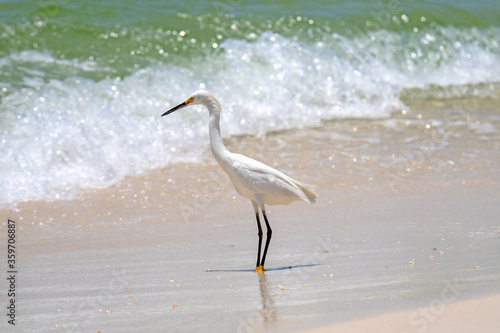 Snowy Egret at the beach © Perry
