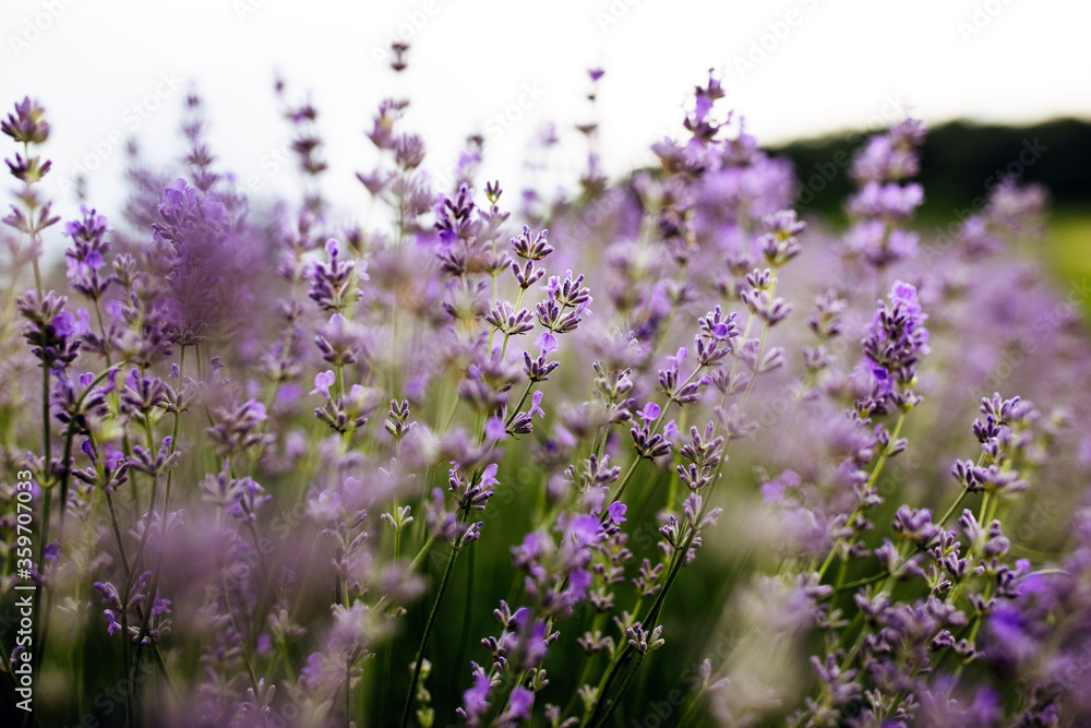 Purple lavender in bloom, close-up, soft focus.