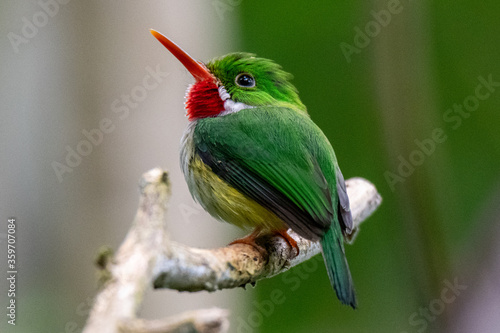 A Puerto Rican tody photographed at El Yunque National Forest PR photo