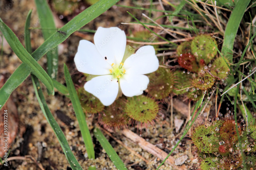 Flower of Scented Sundew (Drosera aberrans), carnivorous plant, South Australia