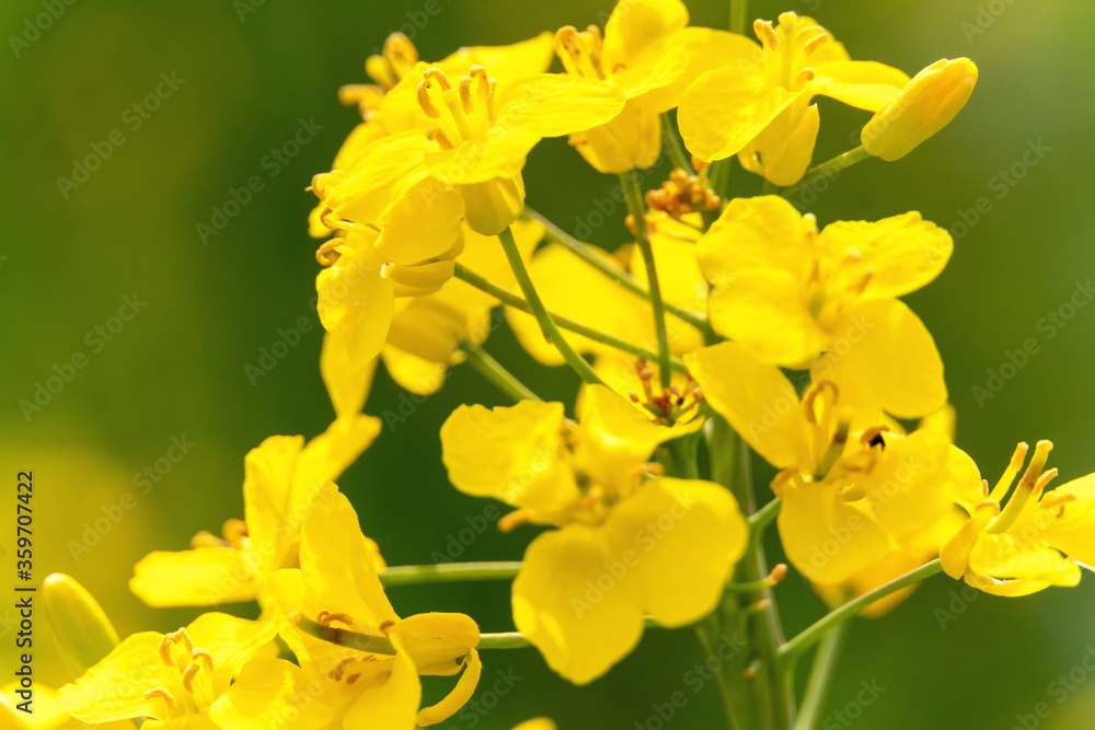 Close up of rapeseed or rapeseed flowers used for alternative energy against a blurry green background