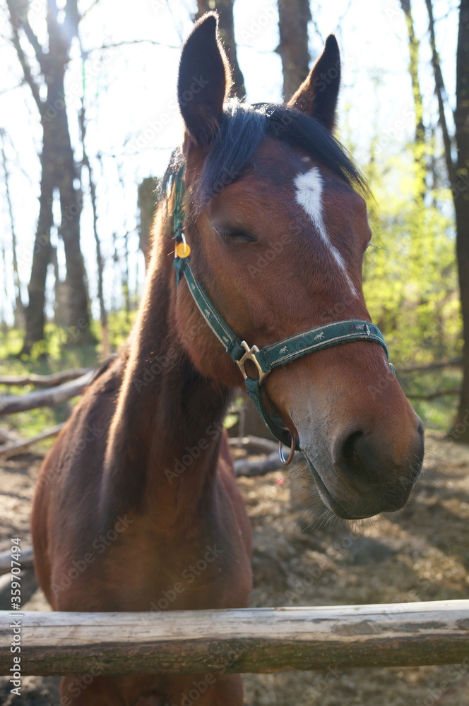 Fototapeta premium a beautiful chestnut horse with a white spot