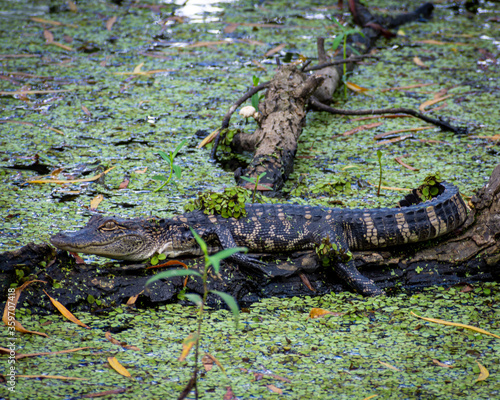 Lazy Gator sunning himself on a log.  Taken in Southern Louisiana on a hot summer day. photo