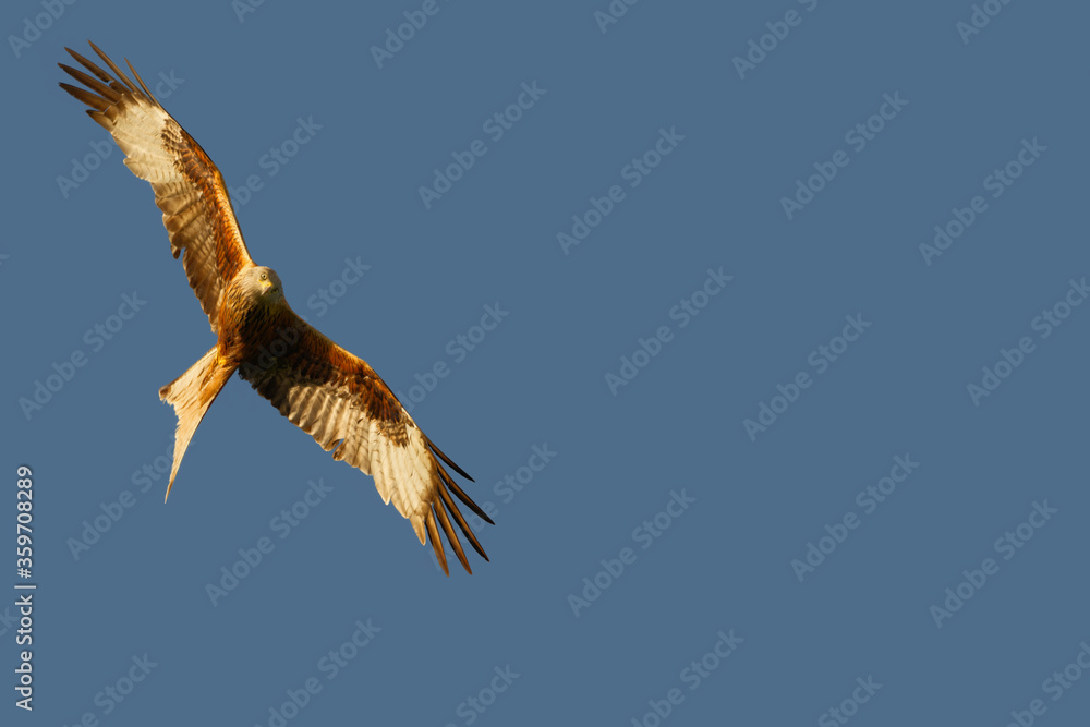 Obraz premium red kites flying with a blue sky background