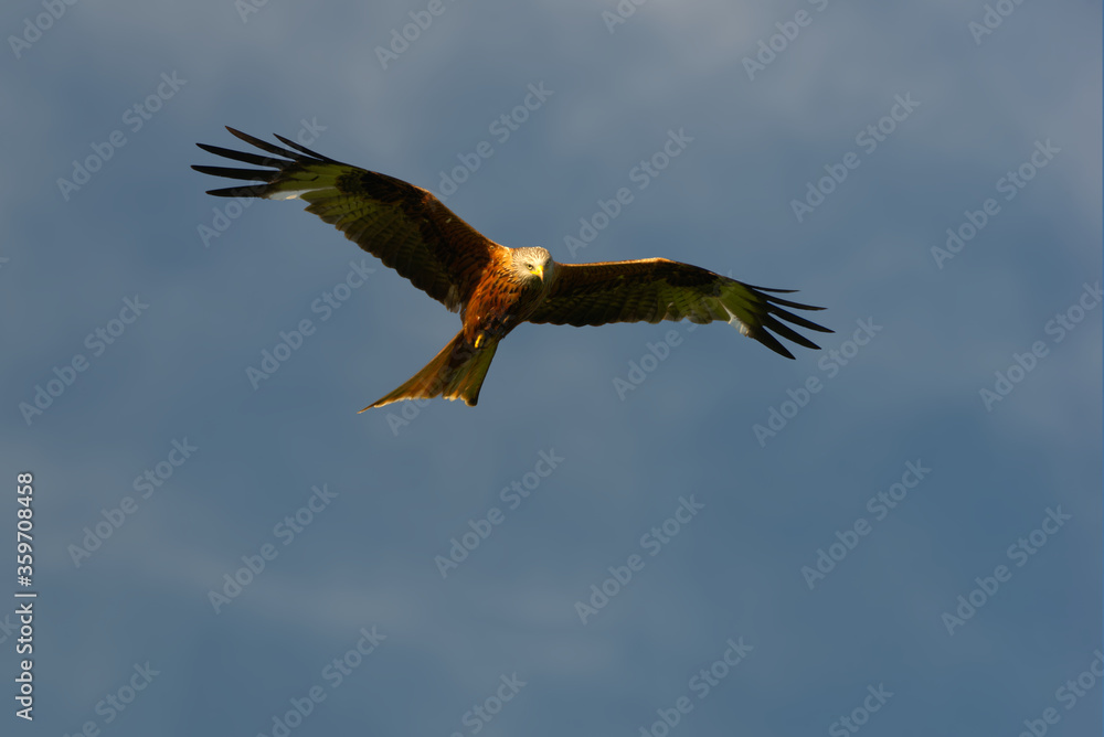 red kites flying with a blue sky background red kites flying with a blue sky background