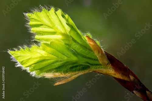 Fotografía fine beech buds with small hairs on the freshly unfolding leaves in the backligh