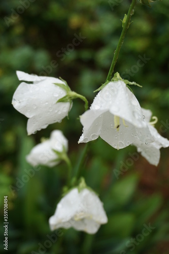 Krople deszczu na kwiatach białego dzwonka ogrodowego
