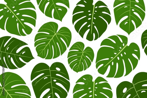 Background with tropical palm leaves, monstera, passion fruit. Beautiful hand-drawn exotic plants. Floral background. Monstera isolated on white background. Monstera leaves, jungle