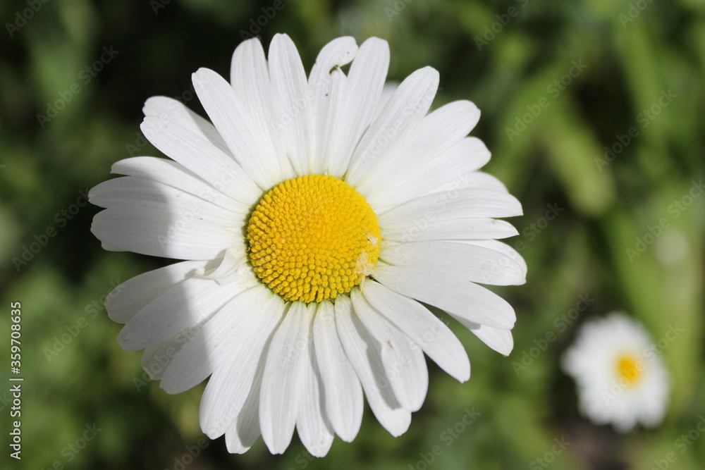 Fototapeta premium white daisy flower