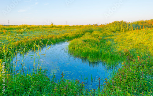 The edge of a sunlit lake at sunrise in an early summer morning below a blue sky