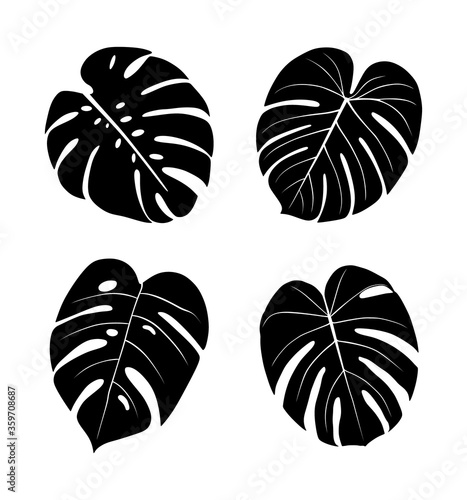 Icons with tropical palm leaves, monstera. Beautiful hand drawn exotic plants. Floral background. Monsters isolated on white background. Monstera leaves, jungle. Silhouette of monstera leaves