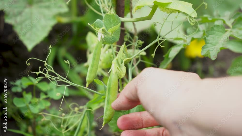 young green peas on a bush in a garden young green peas on a bush in a garden