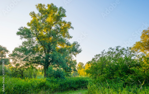 Lush green foliage of trees in a forest in sunlight at sunrise in an early summer morning, 