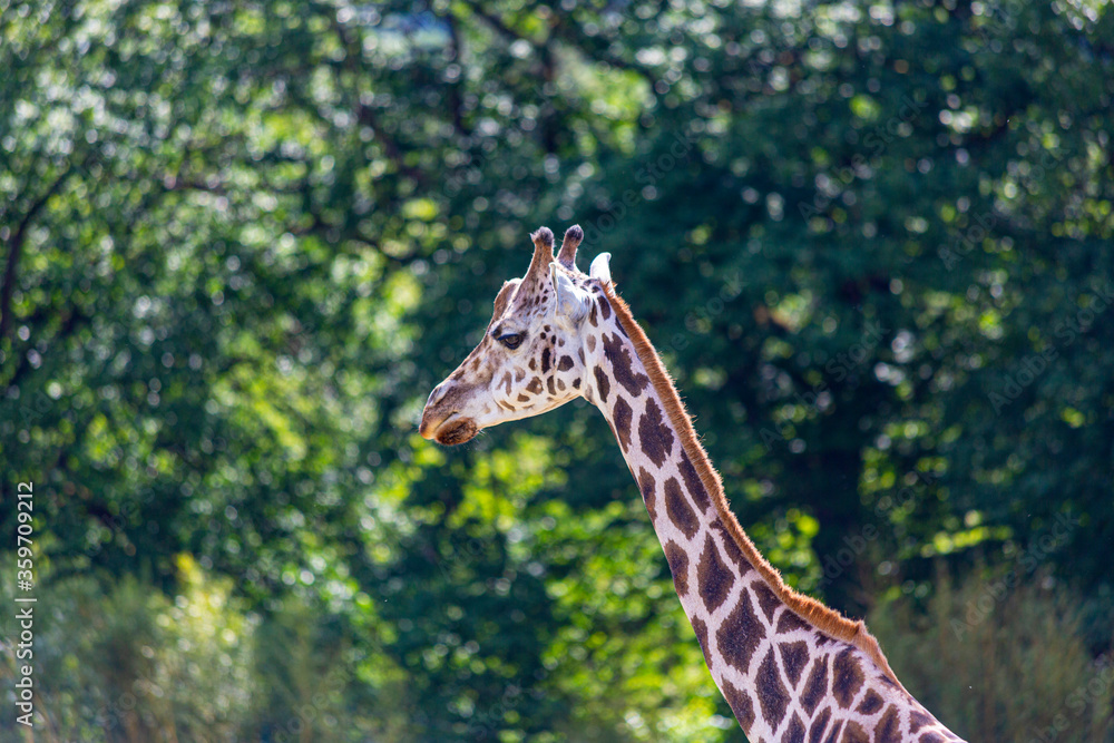 Portrait of an African giraffe taken in a German zoo Portrait of an African giraffe taken in a German zoo
