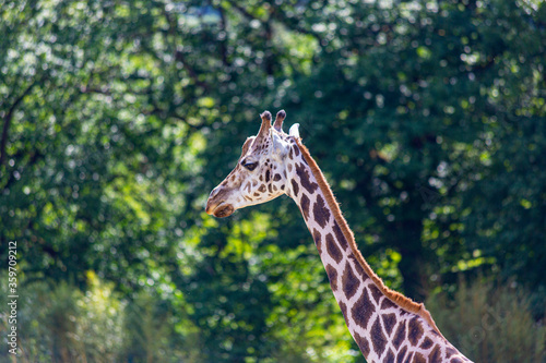 Portrait of an African giraffe taken in a German zoo