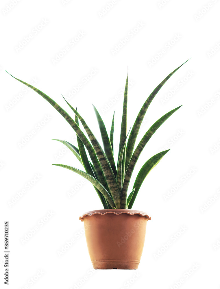 Plants in pots separately on a white background. Plants in pots separately on a white background.