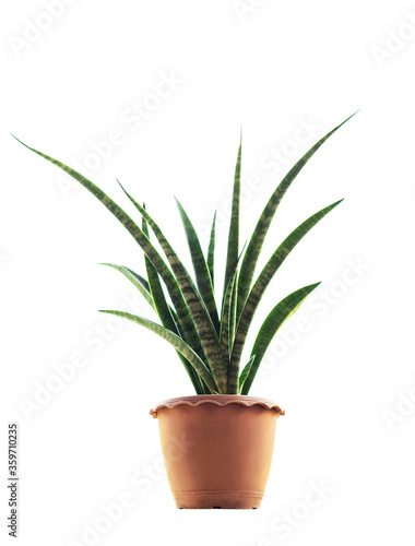 Plants in pots separately on a white background.