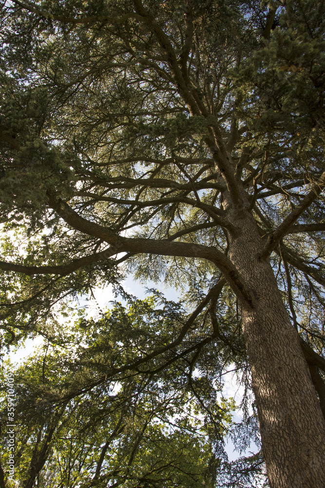 Obraz premium albero