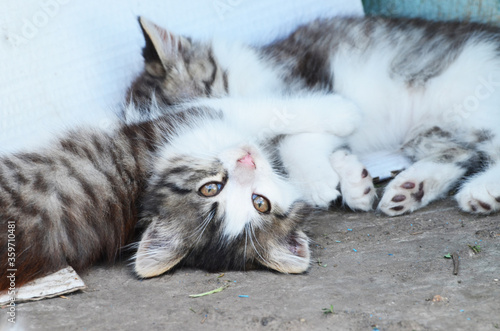 Sleepy kittens , fluffy small cats ,photo for printing
