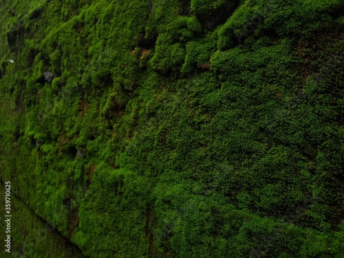 green moss on the wall background © SISYPHUS_zirix