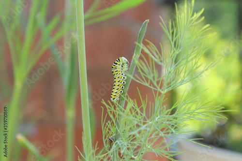 The green caterpillar of the Papilio machaon butterfly, known as the common yellow swallowtail, feeds off the fresh green leaf of the fennel herb in a balcony garden. photo