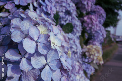 薄紫色の紫陽花