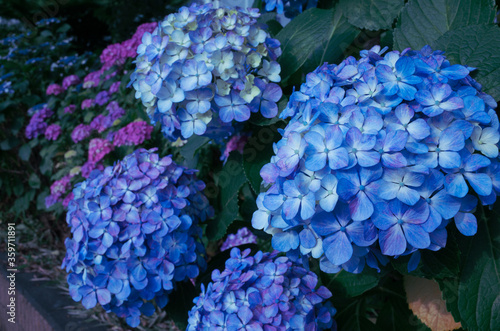 青い紫陽花