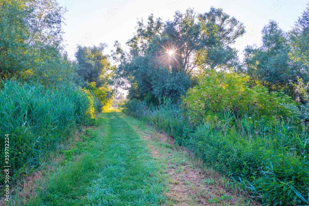 Lush green foliage of trees in a forest in sunlight at sunrise in an early summer morning Lush green foliage of trees in a forest in sunlight at sunrise in an early summer morning