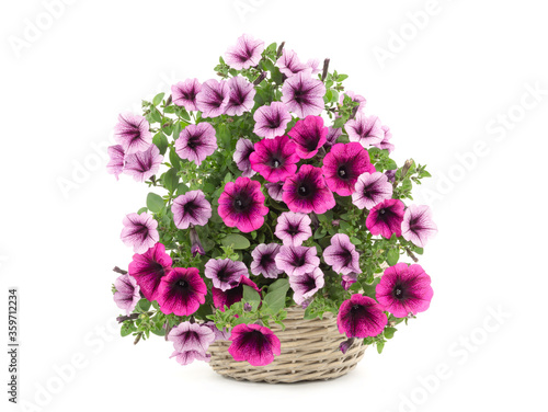Beautiful bouquet of flowers surfinia  in a pot isolated on a white background.