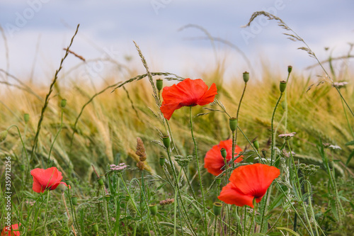 red poppy in wheat field